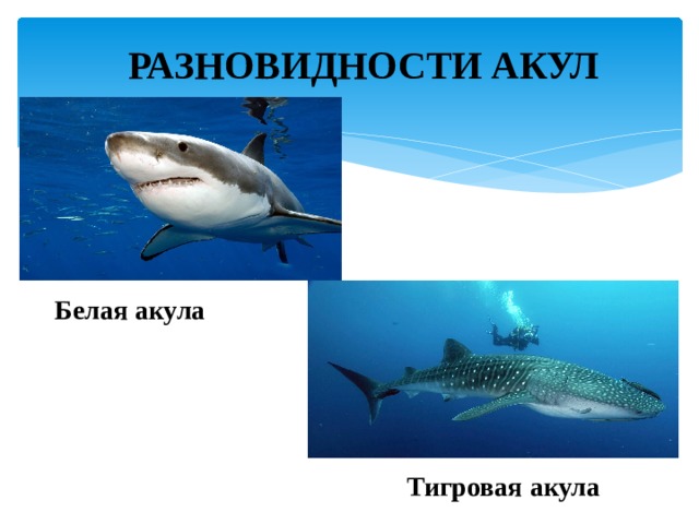 РАЗНОВИДНОСТИ АКУЛ Белая акула Тигровая акула 