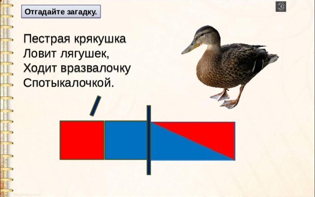 Отгадайте загадку.  Пестрая крякушка  Ловит лягушек,  Ходит вразвалочку  Спотыкалочкой. 