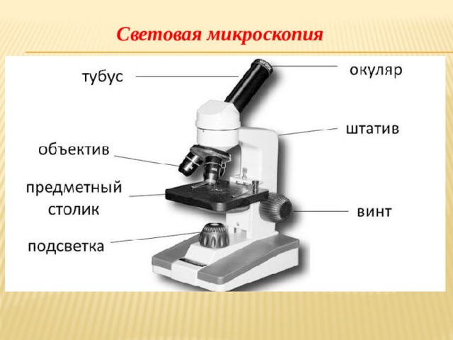 Световая микроскопия 