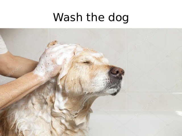 Wash the dog 