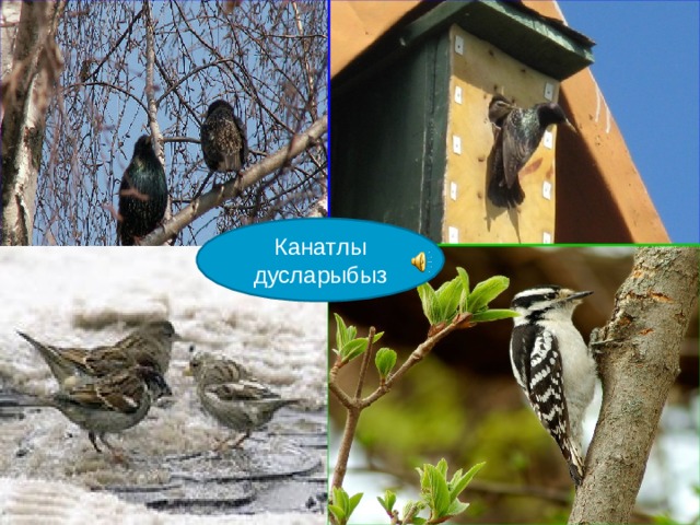 Канатлы дусларыбыз 6 