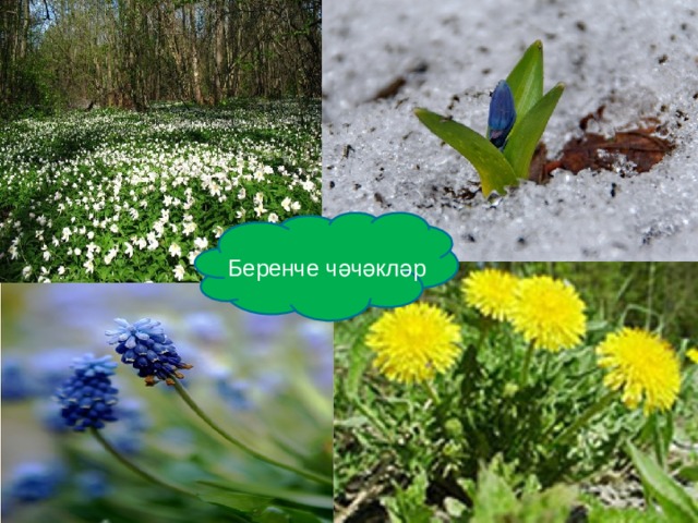 Беренче чәчәкләр 