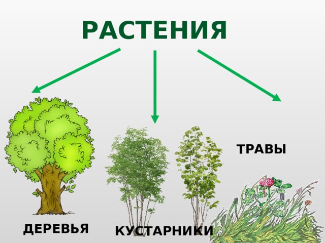 Картинка деревья кустарники травы