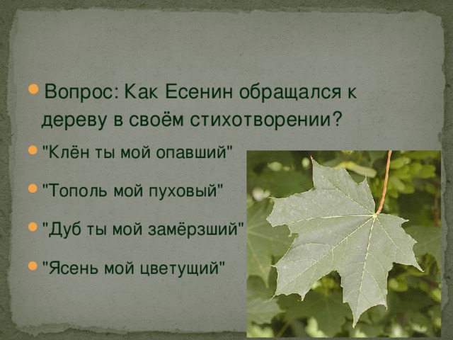 Вопрос: Как Есенин обращался к дереву в своём стихотворении? 