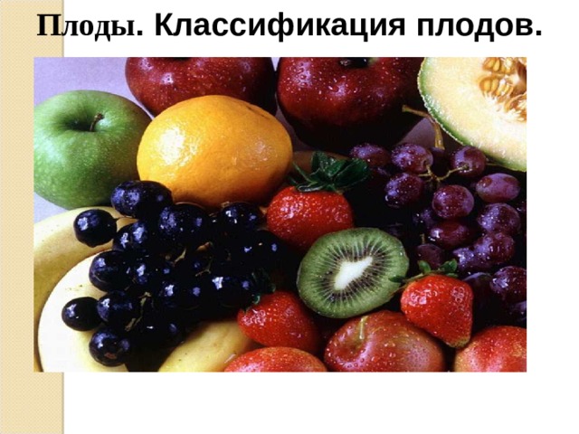 Плоды . Классификация плодов. 