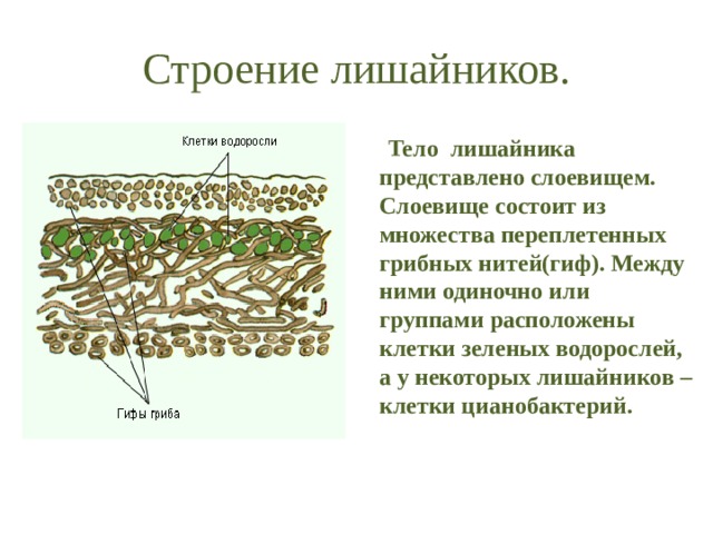 Строение лишайников.  Тело лишайника представлено слоевищем. Слоевище состоит из множества переплетенных грибных нитей(гиф). Между ними одиночно или группами расположены клетки зеленых водорослей, а у некоторых лишайников – клетки цианобактерий. 