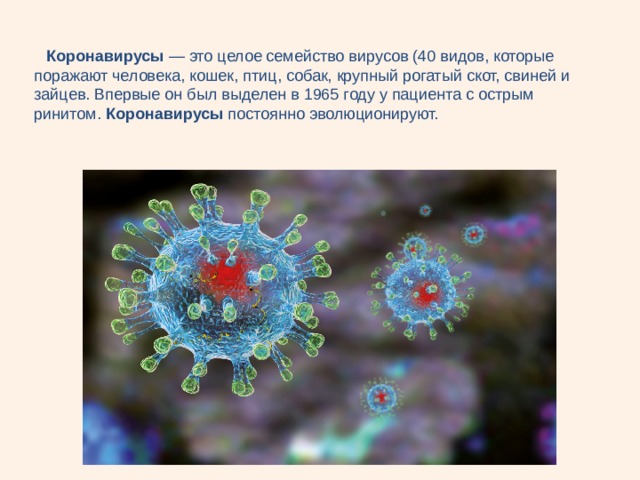  Коронавирусы  — это целое семейство вирусов (40 видов, которые поражают человека, кошек, птиц, собак, крупный рогатый скот, свиней и зайцев. Впервые он был выделен в 1965 году у пациента с острым ринитом.  Коронавирусы  постоянно эволюционируют.   