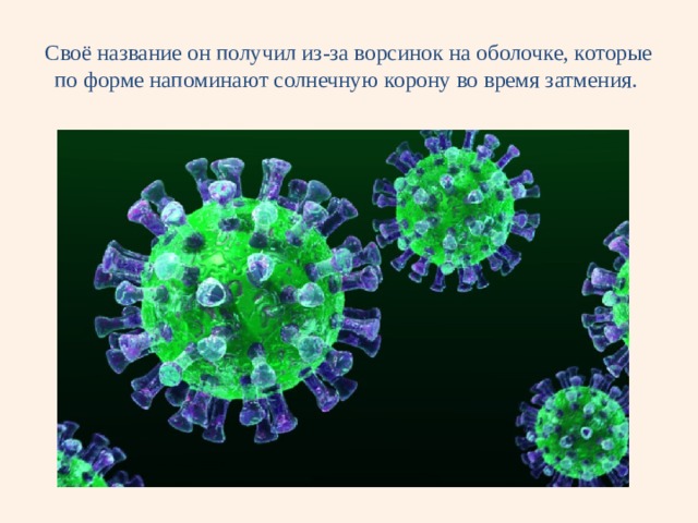 Своё название он получил из-за ворсинок на оболочке, которые по форме напоминают солнечную корону во время затмения. 