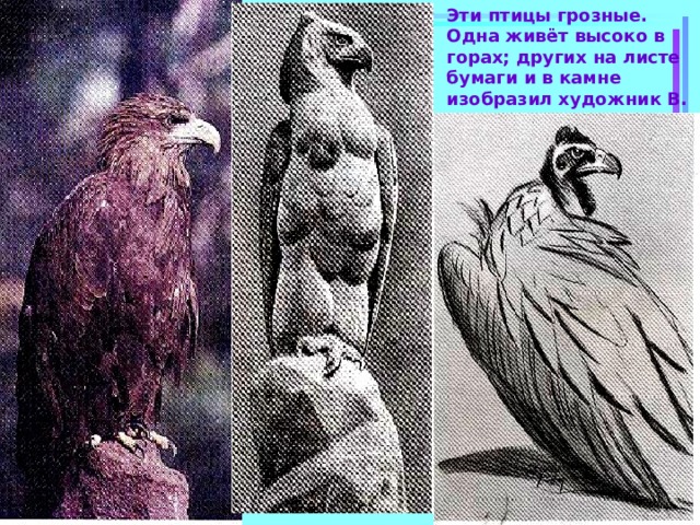 Эти птицы грозные. Одна живёт высоко в горах; других на листе бумаги и в камне изобразил художник В. Ватагин. 