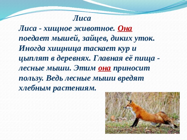 Сколько лисе. Лиса хищное животное она поедает мышей Зайцев диких уток. Лиса хищное животное а заяц. Какую пользу приносят лисы лиса. Хищный зверь поедающий грызунов в Степной зоне это.