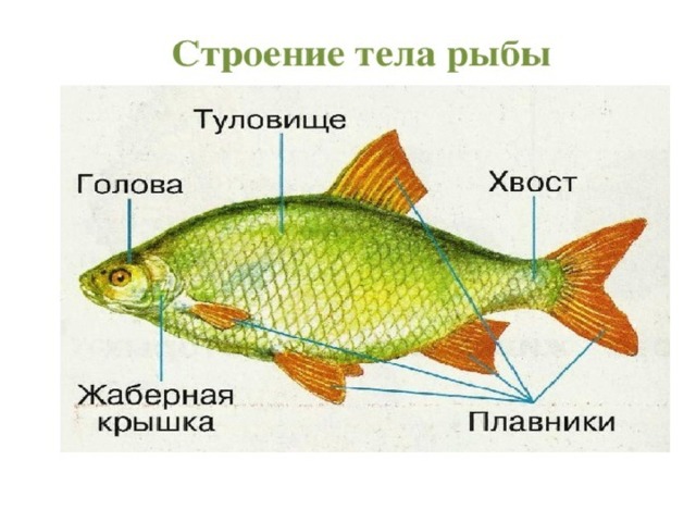 Кто такие рыбы презентация 1