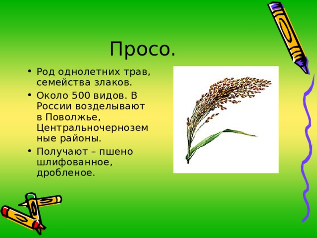 Род однолетних трав, семейства злаков. Около 500 видов. В России возделывают в Поволжье, Центральночерноземные районы. Получают – пшено шлифованное, дробленое.  