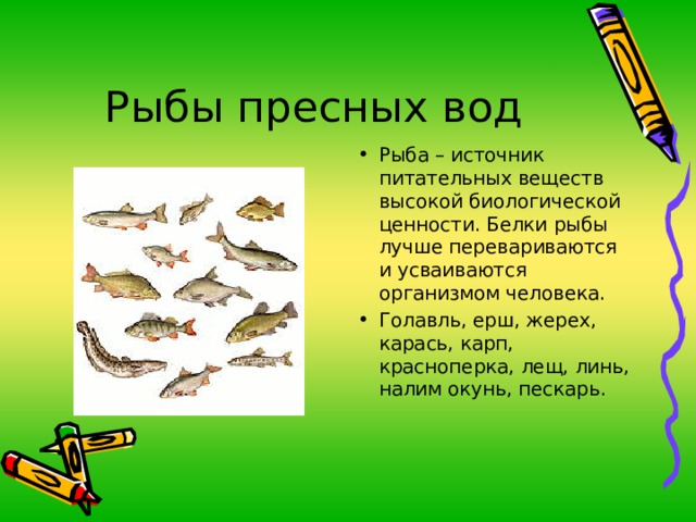 Рыба – источник питательных веществ высокой биологической ценности. Белки рыбы лучше перевариваются и усваиваются организмом человека. Голавль, ерш, жерех, карась, карп, красноперка, лещ, линь, налим окунь, пескарь. 