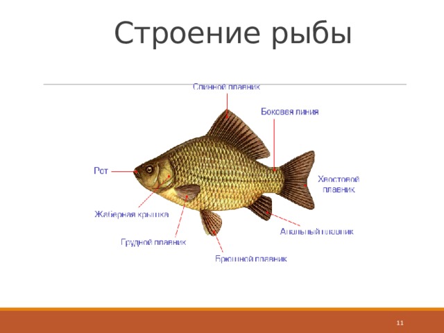 Строение рыбы рисунок 2 класс