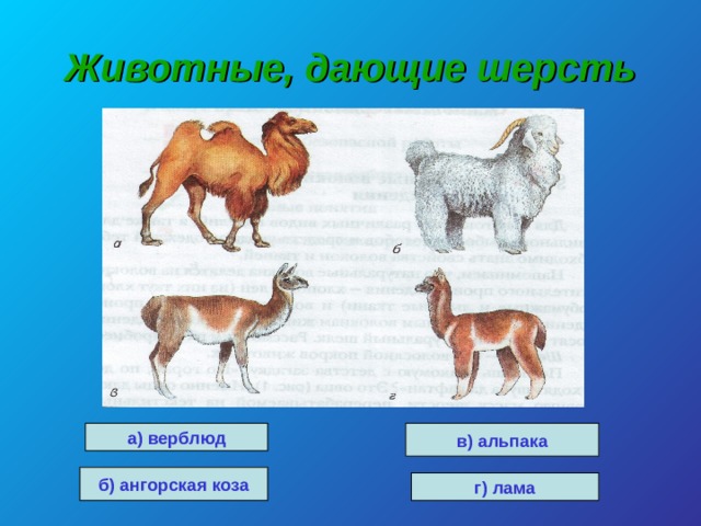 Животные, дающие шерсть а) верблюд в) альпака б) ангорская коза г) лама 