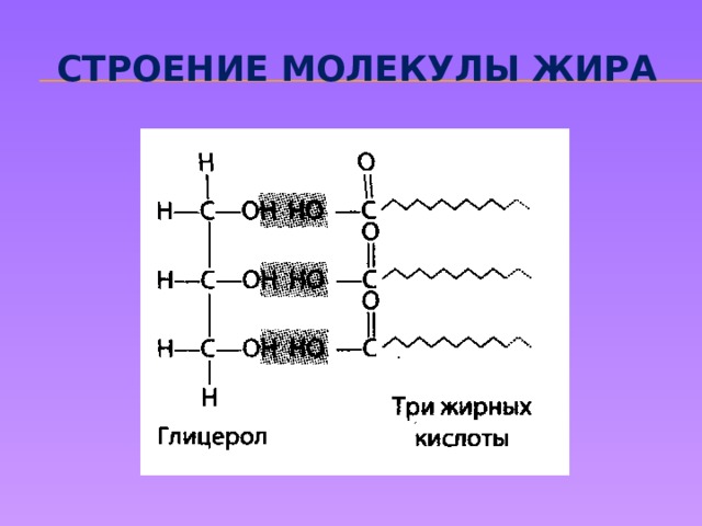 Строение молекулы жира 