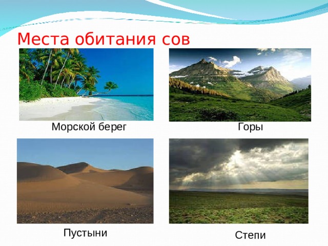 Места обитания сов Морской берег Горы Пустыни Степи 