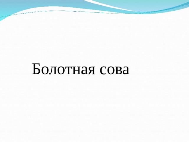  Болотная сова 