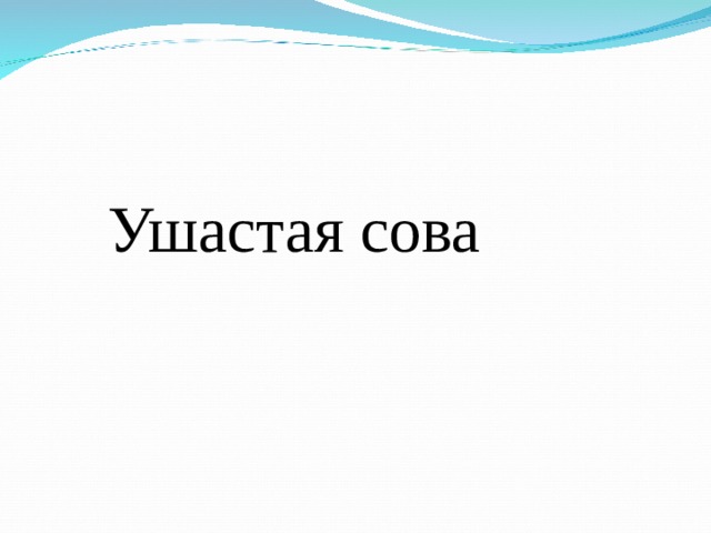  Ушастая сова 