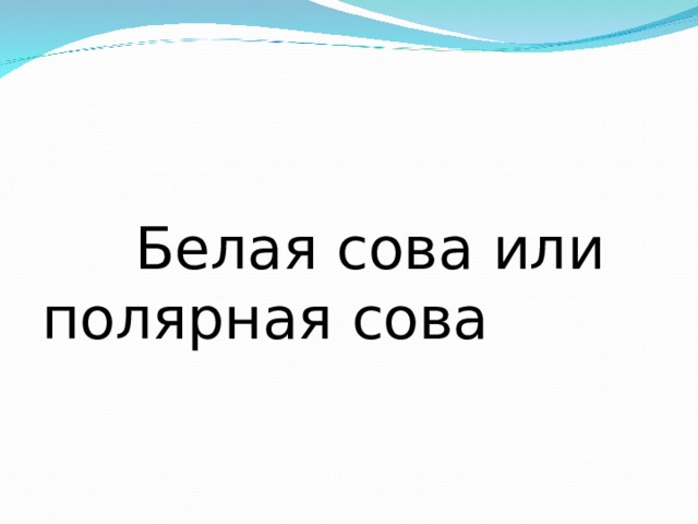  Белая сова или полярная сова 