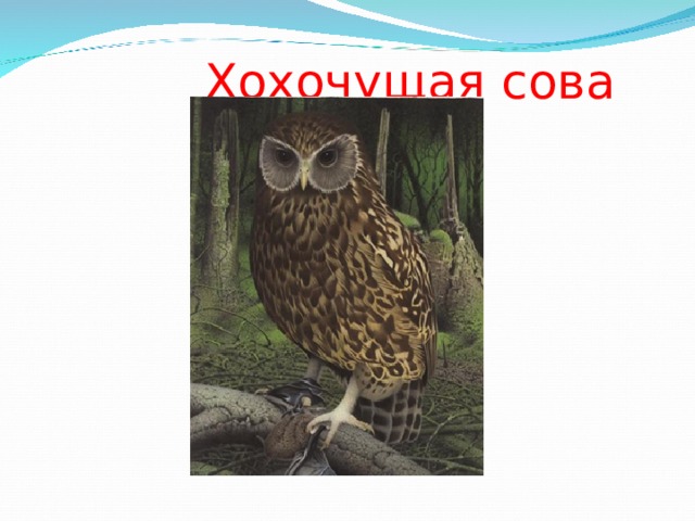  Хохочущая сова 