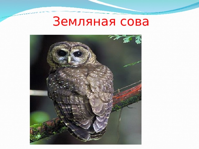        Земляная сова   