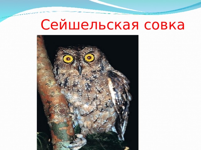 Сейшельская совка 