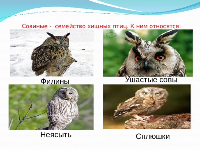 Совиные - семейство хищных птиц. К ним относятся: Ушастые совы Филины Неясыть Сплюшки 