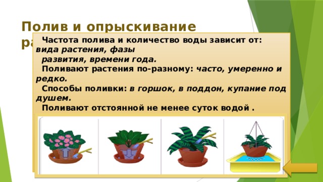 Полив и опрыскивание растений  Частота полива и количество воды зависит от: вида растения, фазы  развития, времени года.  Поливают растения по-разному: часто, умеренно и редко.  Способы поливки: в горшок, в поддон, купание под душем.  Поливают отстоянной не менее суток водой . Температура воды  выше комнатной на 2-3 градуса.  Зимой применяют « сухой полив »-опрыскивание и рыхление почвы.  Весьма полезен полив талой или дождевой водой. 