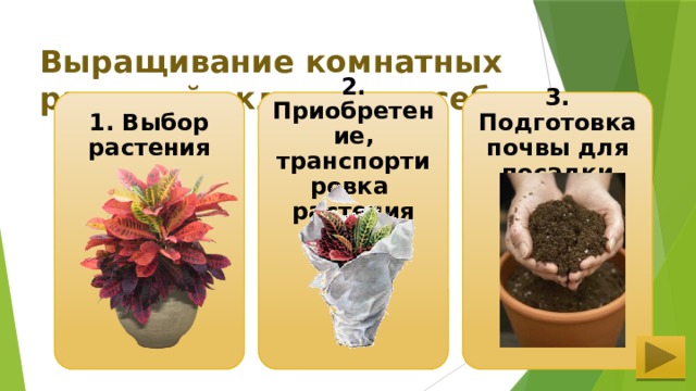 Выращивание комнатных растений включает в себя: 1. Выбор растения  3. Подготовка почвы для посадки 2. Приобретение, транспортировка растения 