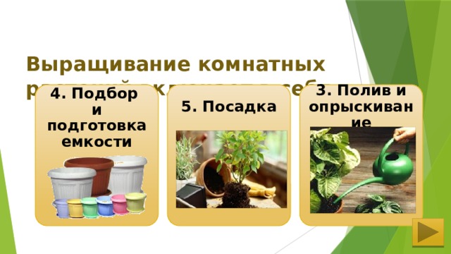  Выращивание комнатных растений включает в себя:  5. Посадка 3. Полив и опрыскивание 4. Подбор и подготовка емкости 