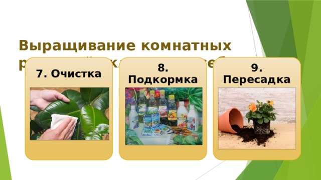  Выращивание комнатных растений включает в себя: 7. Очистка 8. Подкормка 9. Пересадка 