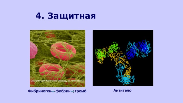 4. Защитная Антитело Фибриноген фибрин тромб   