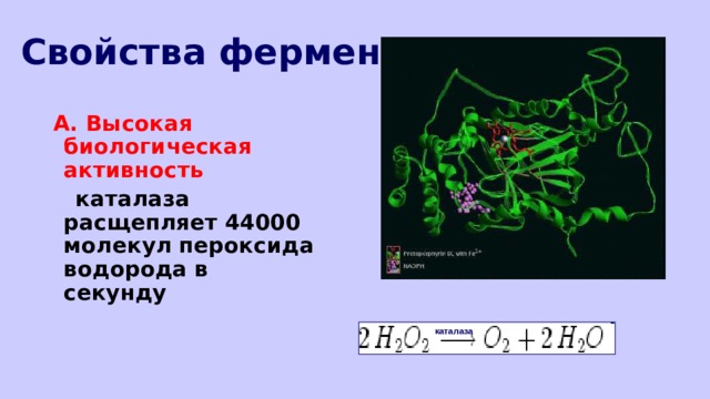 Свойства ферментов А. Высокая биологическая активность  каталаза расщепляет 44000 молекул пероксида водорода в секунду  каталаза 