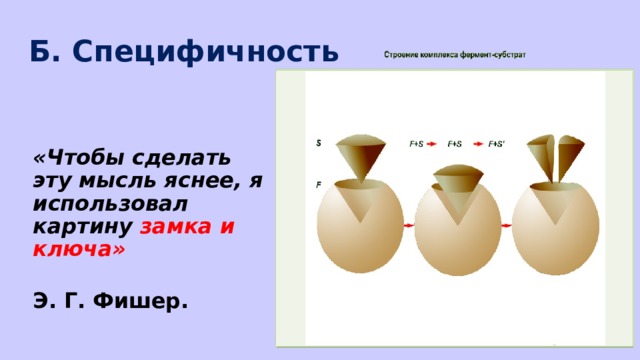 Б. Специфичность   «Чтобы сделать эту мысль яснее, я использовал картину замка и ключа»  Э. Г. Фишер. 