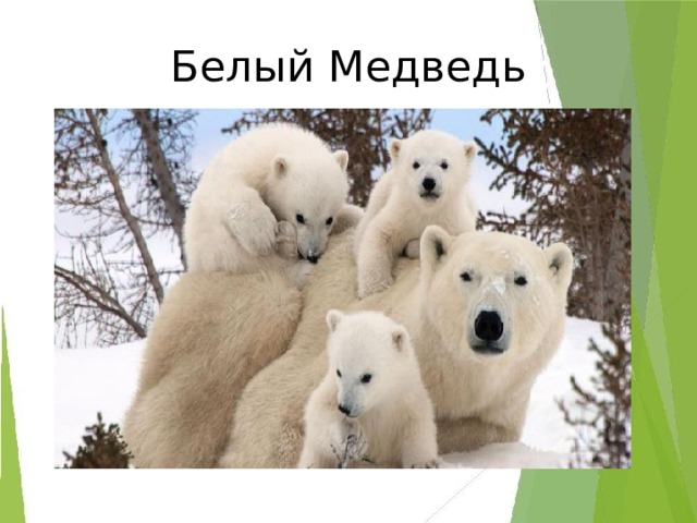 Белый Медведь 