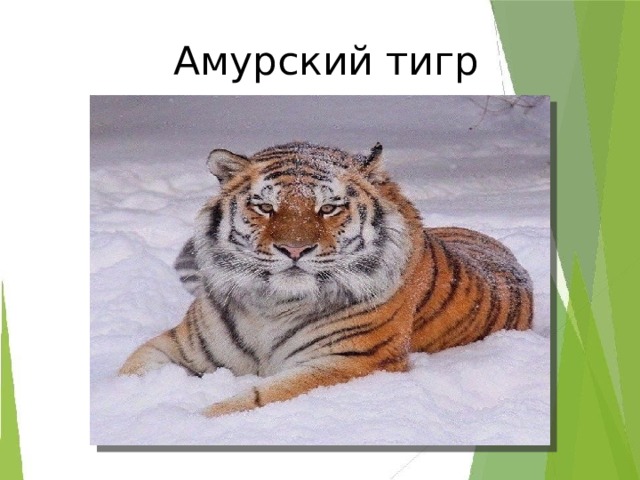   Амурский тигр 