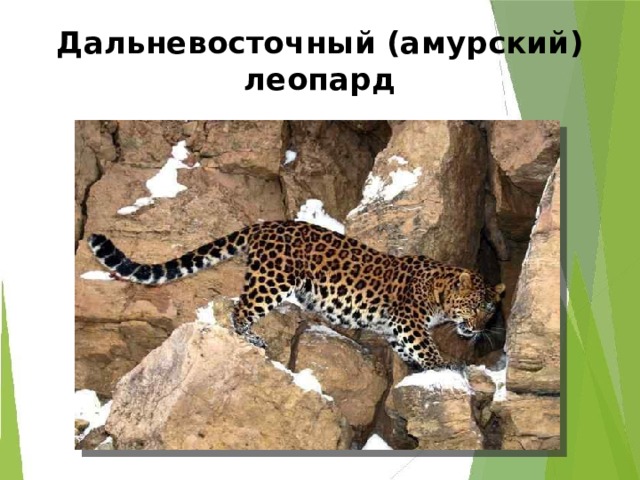 Дальневосточный (амурский) леопард 