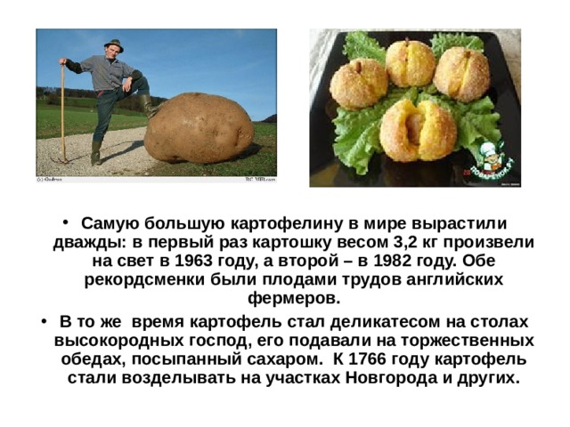 Самую большую картофелину в мире вырастили дважды: в первый раз картошку весом 3,2 кг произвели на свет в 1963 году, а второй – в 1982 году. Обе рекордсменки были плодами трудов английских фермеров. В то же время картофель стал деликатесом на столах высокородных господ, его подавали на торжественных обедах, посыпанный сахаром. К 1766 году картофель стали возделывать на участках Новгорода и других.  