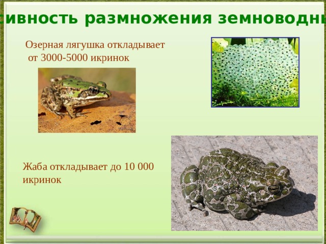 Интенсивность размножения земноводных Озерная лягушка откладывает  от 3000-5000 икринок Жаба откладывает до 10 000 икринок