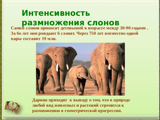 Интенсивность размножения слонов Самки слонов приносят детенышей в возрасте между 30-90 годами . За 6о лет они рождают 6 слонят. Через 750 лет потомство одной пары составит 19 млн. Дарвин приходит к выводу о том, что в природе любой вид животных и растений стремится к размножению в геометрической прогрессии.