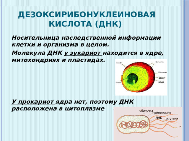 Гены расположенные в ядерной днк эукариотов