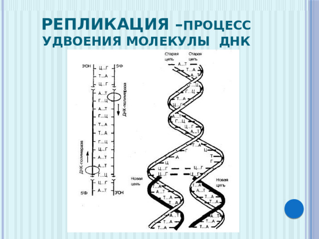 Структура белка закодирована в молекуле днк. Процесс удвоения молекулы ДНК. Удвоение молекулы ДНК это условно. Из молекулы ДНК И белка состоит. В молекуле ДНК зашифрована информация о структуре белка.