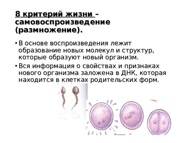 Reproduction and life cycles - protozoan, Biology