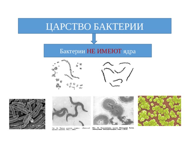 Царство бактерии картинка