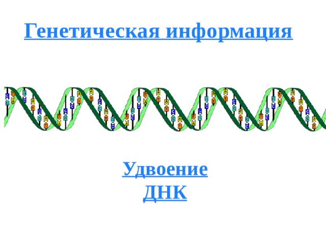 Генетическая информация презентация 10 класс углубленный уровень