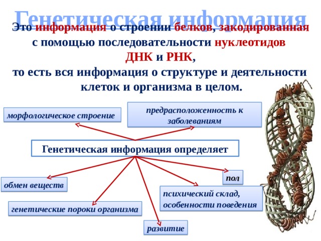 Генетическая информация презентация 10 класс углубленный уровень