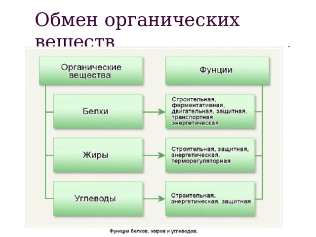 Обмен органических веществ 