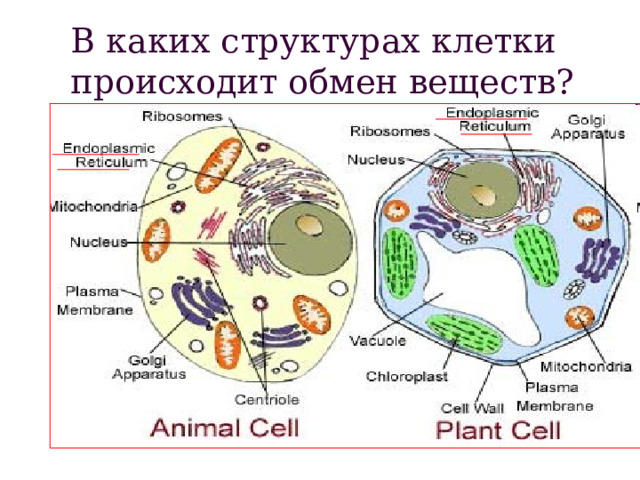 В каких структурах клетки происходит обмен веществ? 