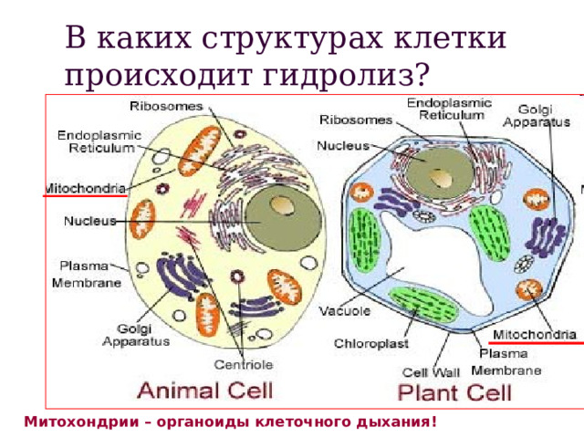 В каких структурах клетки происходит гидролиз? Митохондрии – органоиды клеточного дыхания! 